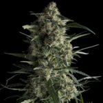Semilla Galaxy Fem x1 Pyramid Seeds