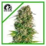 Semilla Hindu Kush auto x3 Sensi Seeds