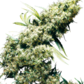 jamaican-pearl-feminizada-xl