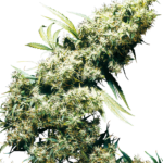 Semilla Jamaican Pearl Fem x3 Sensi Seeds