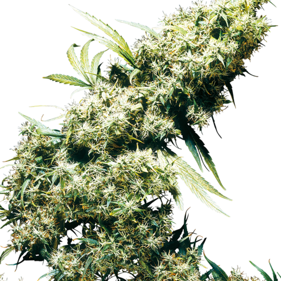 jamaican-pearl-feminizada-xl