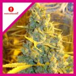 Semilla 1024 x3 Medical Seeds