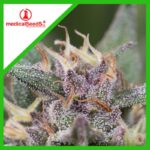 Semilla Blue Hell Auto x3 Medical Seeds