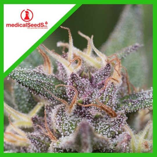 medical-seeds-bluehell-auto-x3