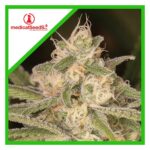Semilla No Name Auto x 3+2 Medical Seeds