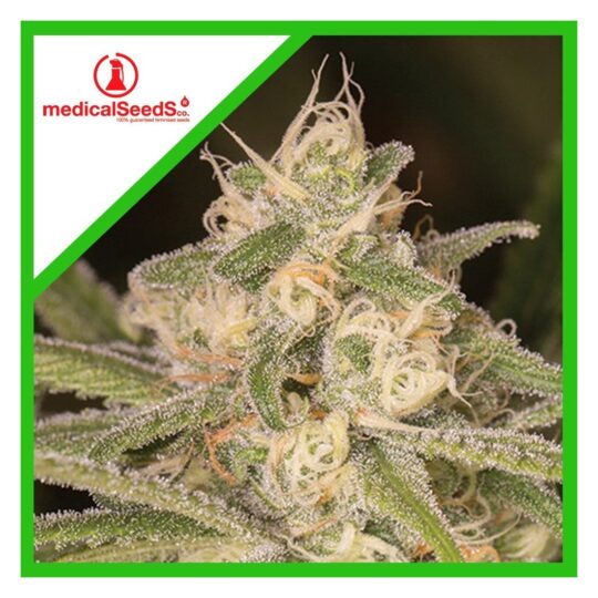 medical-seeds-no-name-auto-x3