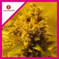 medical-seeds-y-griega-fem-x3