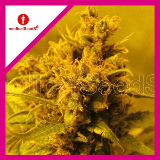 medical-seeds-y-griega-fem-x3