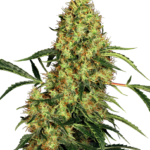 Semilla Mexican Sativa Fem x3 Sensi Seeds