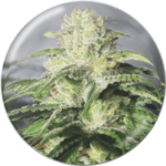 Semilla OG Kush CBD Fem x3 Medical Seeds