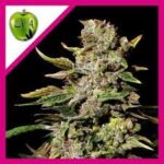Semilla Black Dream Fem x3+1 Eva Seeds