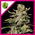 tnt kush eva seeds