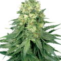 white-widow-feminizada-xl