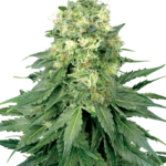 Semilla White Widow x3 Sensi Seeds