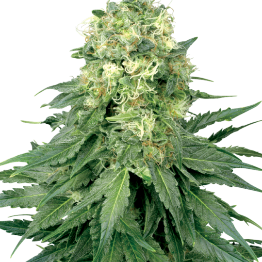white-widow-feminizada-xl