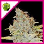 Semilla Furious Candy Fem x3+1 Eva Seeds