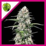Semilla Jamaican Dream Fem x3+1 Eva Seeds