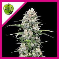 jamaica dream eva seeds