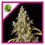 Semilla Monster Eva Seeds x 3+1