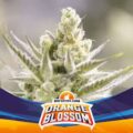 orange blossom