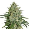 super skunk