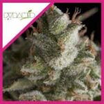 Semilla Kukukan 3+1 Pyramid Seeds