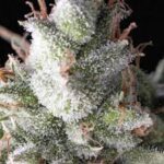 Semilla Ramses x3+1 Pyramid Seeds