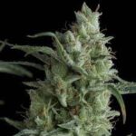 Semilla Auto Kriptonite 3+1 Pyramid Seeds