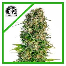 hidu kush sensi seeds