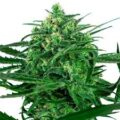 sensi amnesia