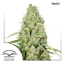 Semilla Tink Fast x3 Dutch Passion