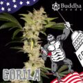 264-Gorila