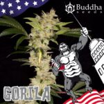 Semilla USA Buddha Seeds Gorila x 3+1