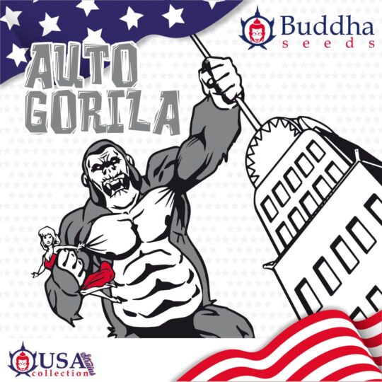 268-Auto-Gorila