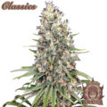Amnesia classic buddha seeds