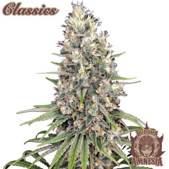 Amnesia classic buddha seeds