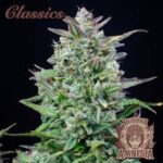 Semilla Classics Auto Amnesia x 3+1