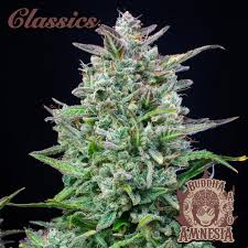 Semilla Buddha auto Amnesia Clasic x 3+1