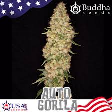 Semilla gorilla auto Buddha Seeds