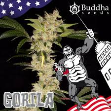 Semilla gorilla fem Buddha Seeds