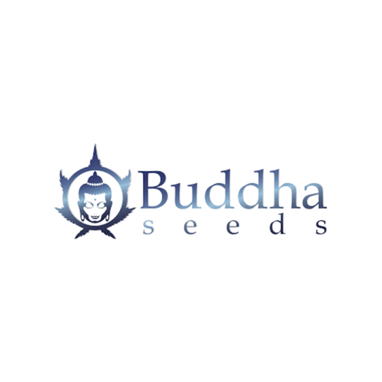 logo Buddha seeds