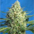Jack-47-XL-Auto