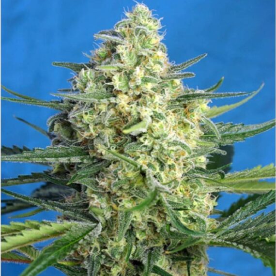 Jack-47-XL-Auto