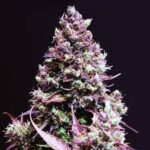 Cream Caramel Auto X3+1-Sweet Seeds