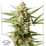 Semilla Auto Cinderella Jack x3 Dutch Passion