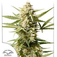 Semilla Auto Cinderella Jack x3 Dutch Passion