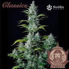 Semilla Buddha Classics Auto CRITICAL x 3+1