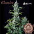 Semilla Buddha Classics Auto CRITICAL x 3+1