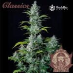 Semilla Classics Auto Critical x 3+1