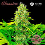 Semilla Classics Auto White Widow x 3+1